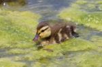 Very Cute Chick Of The Ducks Stock Photo