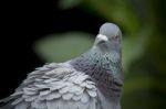 Close Up Head Shot And Face Of Pigeon Bird Against Natual Green Blur Background Stock Photo
