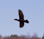 The Cormorant Is Flying Stock Photo