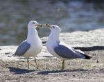 Background With Two Gulls In Love Staying On The Shore Stock Photo