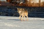 Lone Gray Wolf Stock Photo