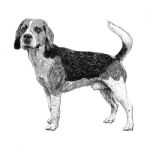 Beagle Hand Drawn Stock Photo