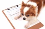 Chihuahua Dog With Medical Form Stock Photo