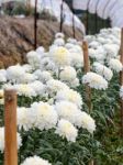 White Chrysanthemum Morifolium Flowers Garden Stock Photo