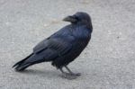 Common Raven (corvus Corax) Stock Photo