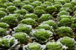 The Field Of Green Cabbages Stock Photo