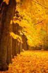 Autumn October Colorful Park. Foliage Trees Alley Stock Photo