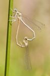 Two Blue Damselfly (lestes Barbarus)  Mating Stock Photo