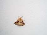 Scalloped Oak (crocallis Elinguaria) Moth Stock Photo