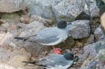Swallow Tailed Gull From  Galapagos Stock Photo