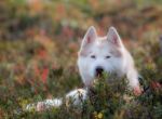 Red Alaskan Malamute#1 Stock Photo