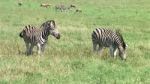 Zebra In South Africa Stock Photo