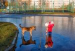 Girl Standing In A Pool Playing With The Dog Stock Photo