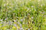 Dew On The Grass Bright Island Beautiful Background Blur Cool Stock Photo