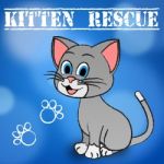 Kitten Rescue Indicates Domestic Cat And Cats Stock Photo