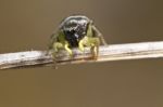 Heliophanus Auratus Spider Stock Photo