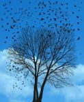Ravens On A Poplar Trees On A Background Of The Sky Stock Photo