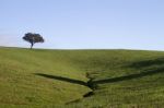 Empty Green Hills With Very Few Scattered Trees Stock Photo