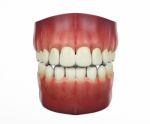Human Teeth Isolated On White Background Stock Photo