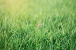 Grass Flower With Green Nature Stock Photo