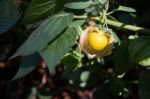 Cape Gooseberry Plant In The Garden Stock Photo