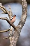Chaffinch Singing His Heart Out Stock Photo