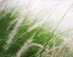 Grass Flower Background In Nature Stock Photo
