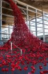 Cardiff/uk - August 27 : Poppies Pouring Out Of The Welsh Assemb Stock Photo