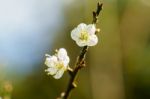 White Apricot Blossom Flower Stock Photo