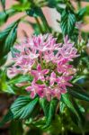 Pink Star Cluster Flowers(dogwood,cornus Sanguinea) Stock Photo