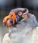Image Of A Funny Vivid King Vulture Looking Aside Stock Photo