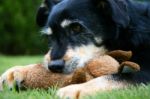 Dog With Toy Stock Photo