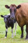 Brown Cow Stands Together With Black And White Calf Stock Photo