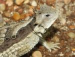 Horned Lizard Stock Photo