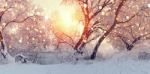 Sunny Christmas Morning. Sun Illuminate Snowflakes Stock Photo