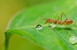Red Ant On Green Leaf Stock Photo