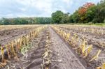Field With Rows Of Corn Stubbles In Autumn Stock Photo