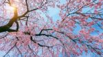 Cherry Blossom With Soft Focus, Sakura Season In Spring Stock Photo
