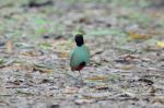 Hooded Pitta Stock Photo