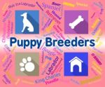 Puppy Breeders Indicates Doggy Mating And Pets Stock Photo