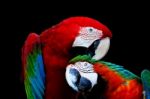Greenwinged Macaw And Harlequin Macaw Stock Photo