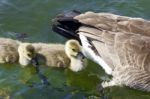 Cute Chicks Of The Canada Geese Are Swimming After Their Mom Stock Photo