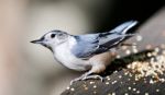 Beautiful Isolated Picture With A Cute White-breasted Nuthatch Bird Stock Photo