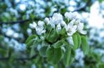 Apricot Tree Blossom Stock Photo