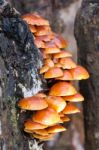 Velvet Shank Fungi Flammulina Velutipes Stock Photo