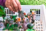Baby Parrots Eat Banana In Market For Sale Stock Photo