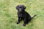 Black Labrador Puppy Stock Photo