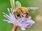 Bee On A Field Flower Stock Photo