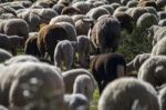 Herd Of White Sheep Stock Photo