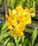 Beautiful Yellow Orchid In Garden Stock Photo